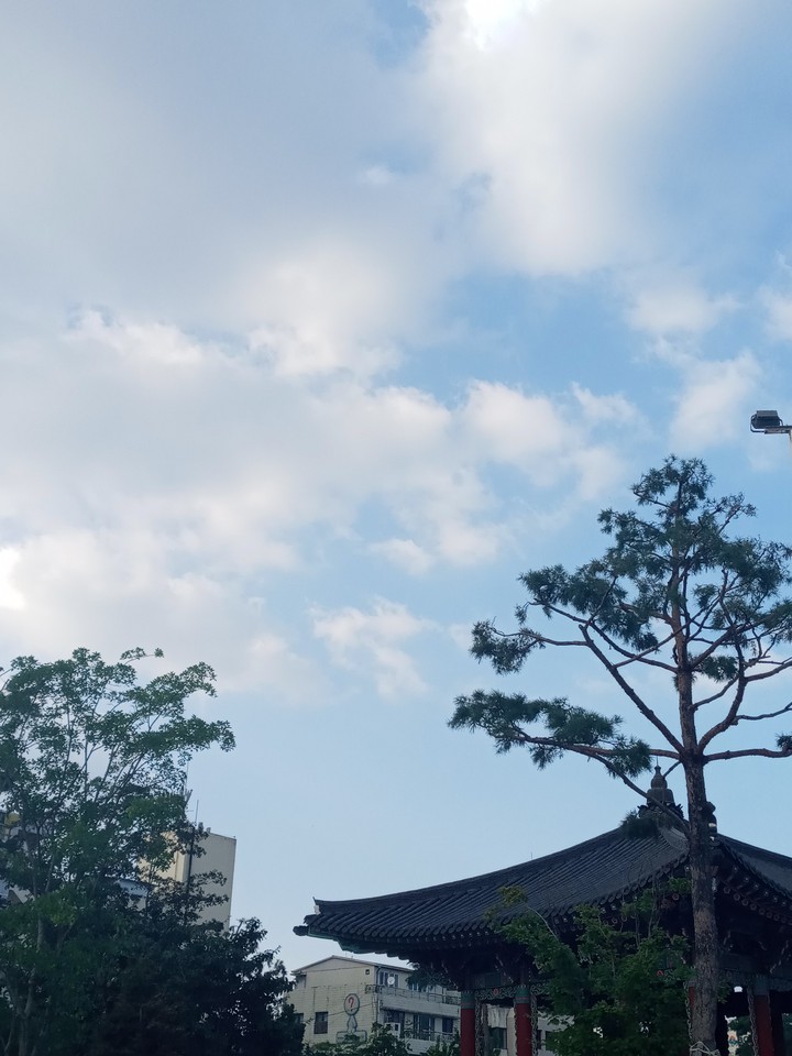 청자와 나무의 하늘