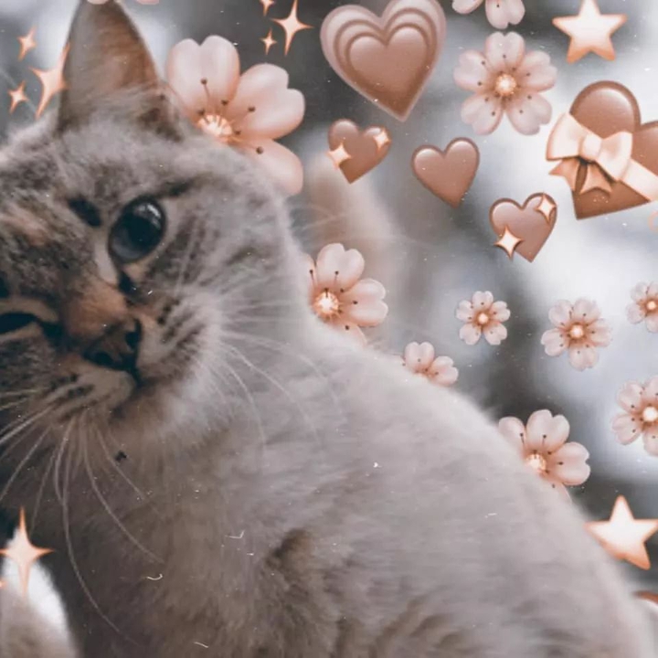 meow