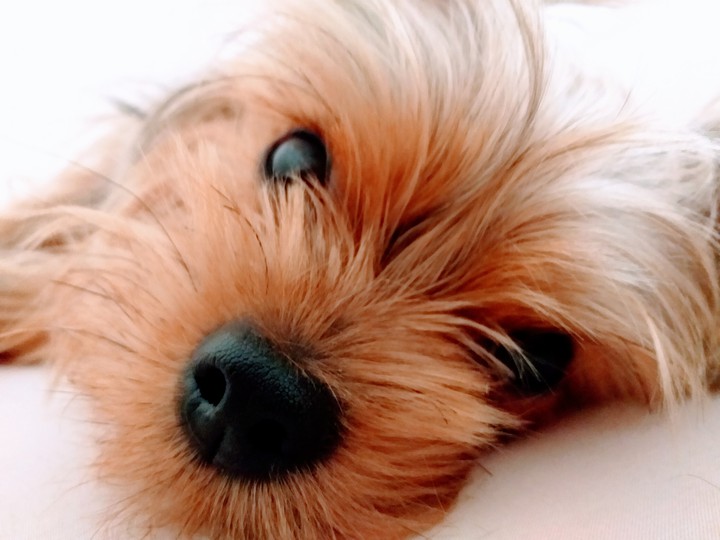 quien se puede resistir a unos ojos como los de este perrito