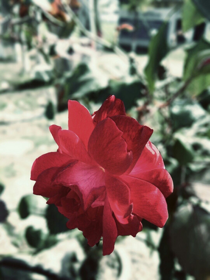 my redmi note 3 click