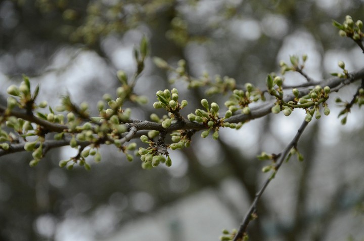 plant