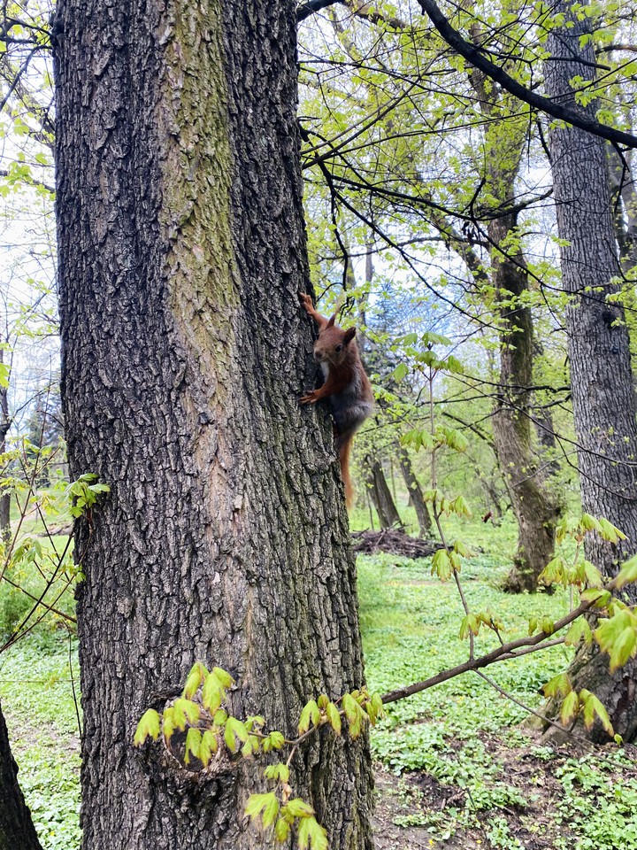 PARK SKARYSZEWSKI