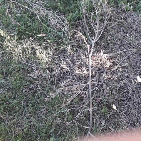 zitouna tree
