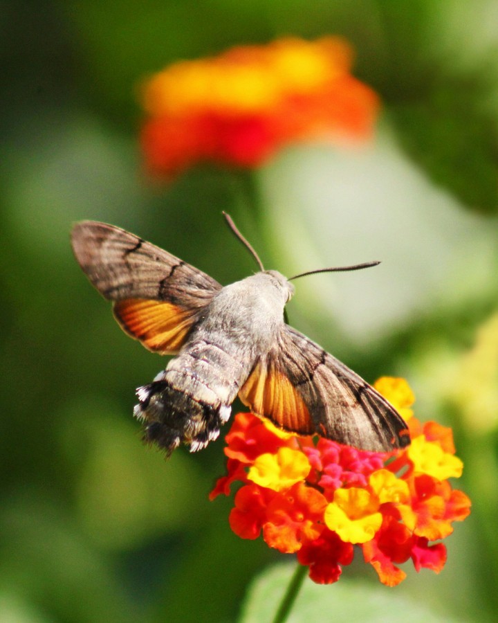 Beautiful Butterfly