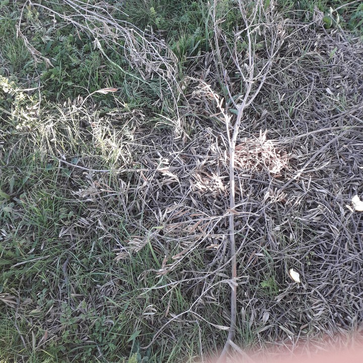 zitouna tree
