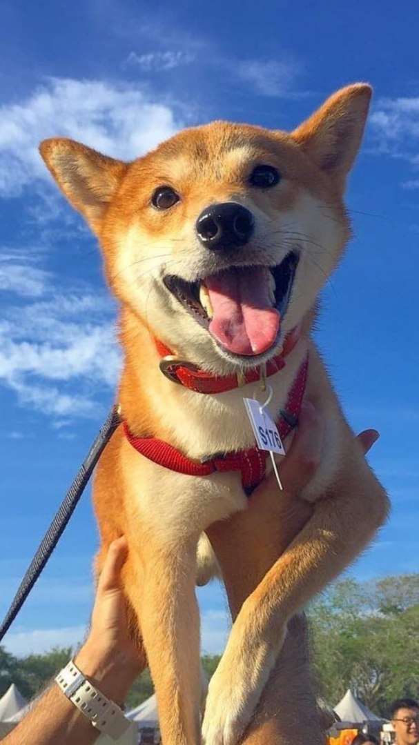 dog smiles