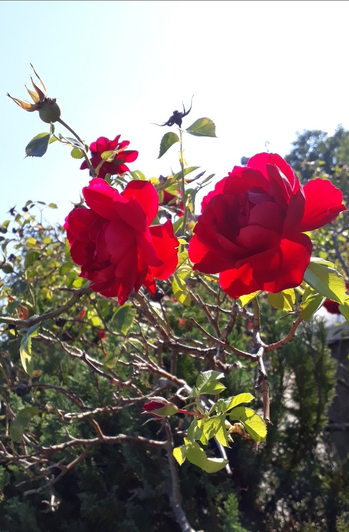 Rose