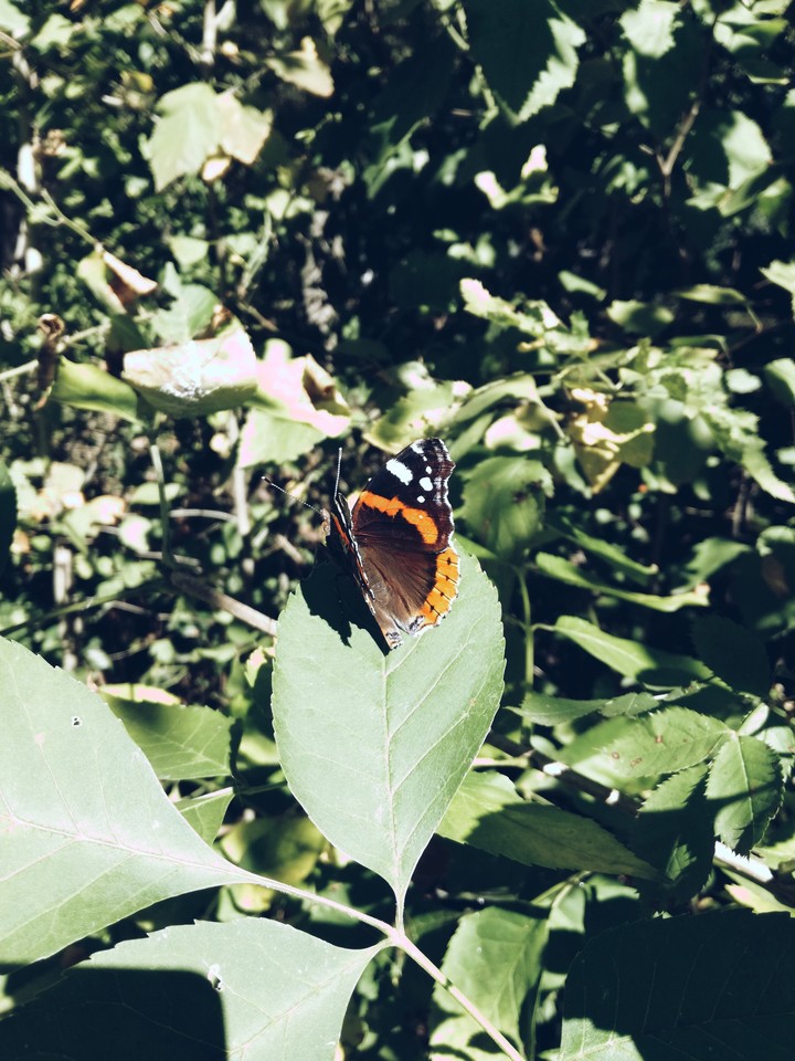 Red admiral
