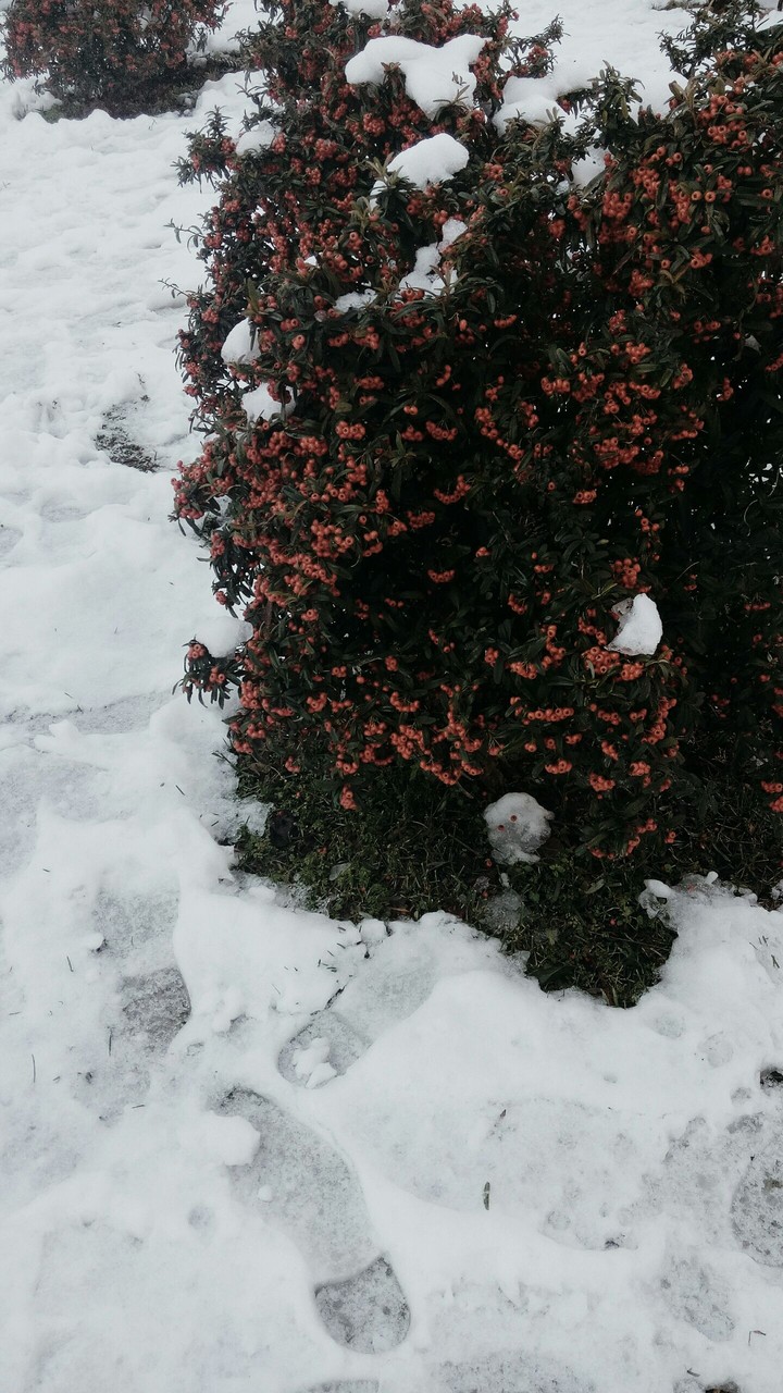 Snow