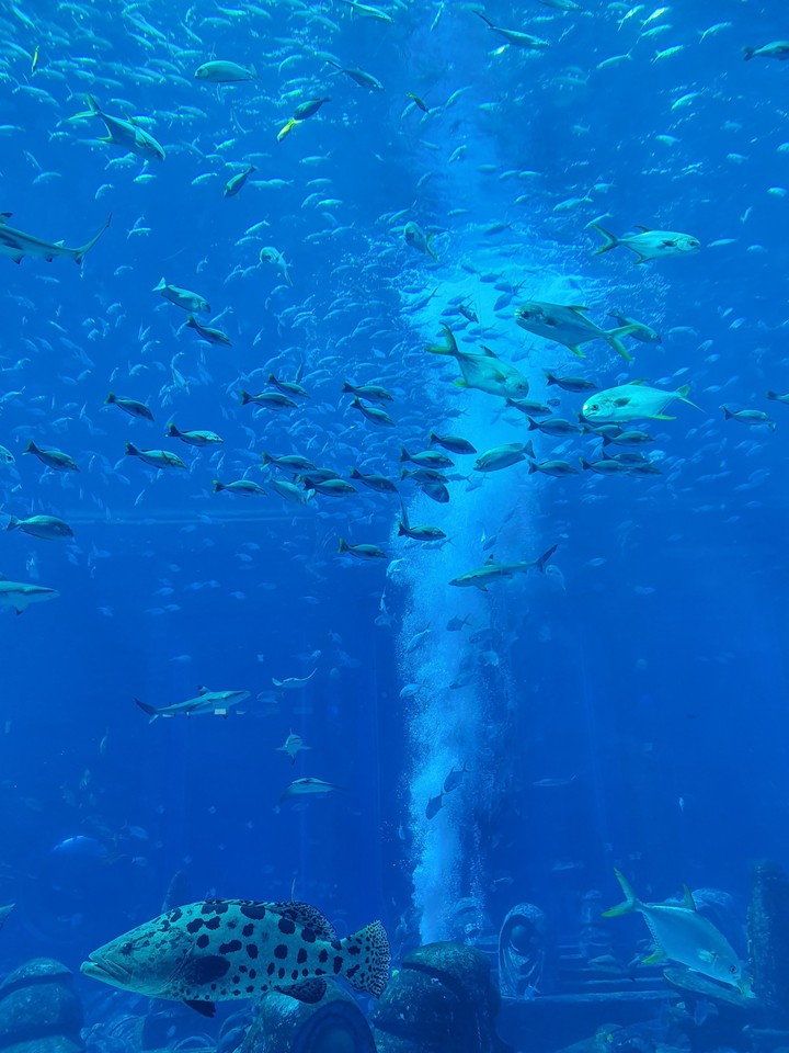 Aquarium