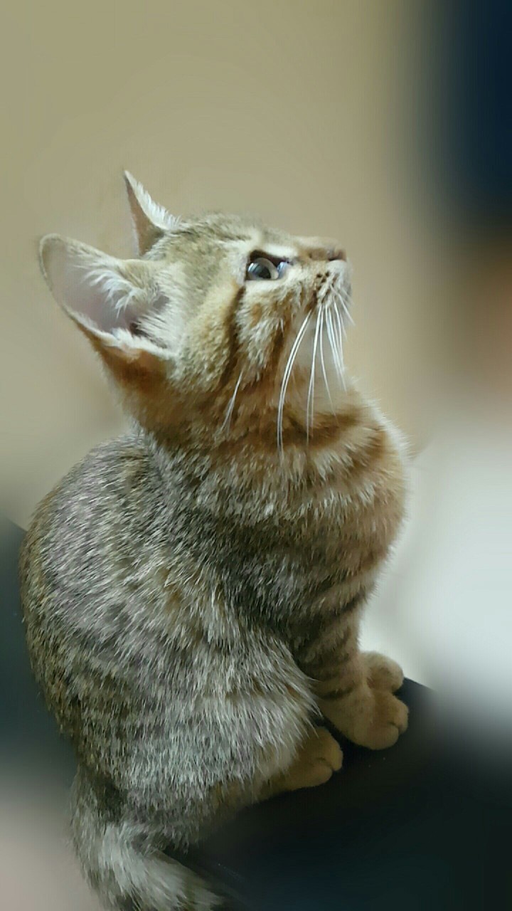 my cat