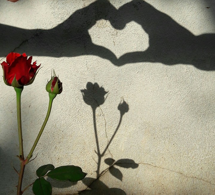 shadow.....