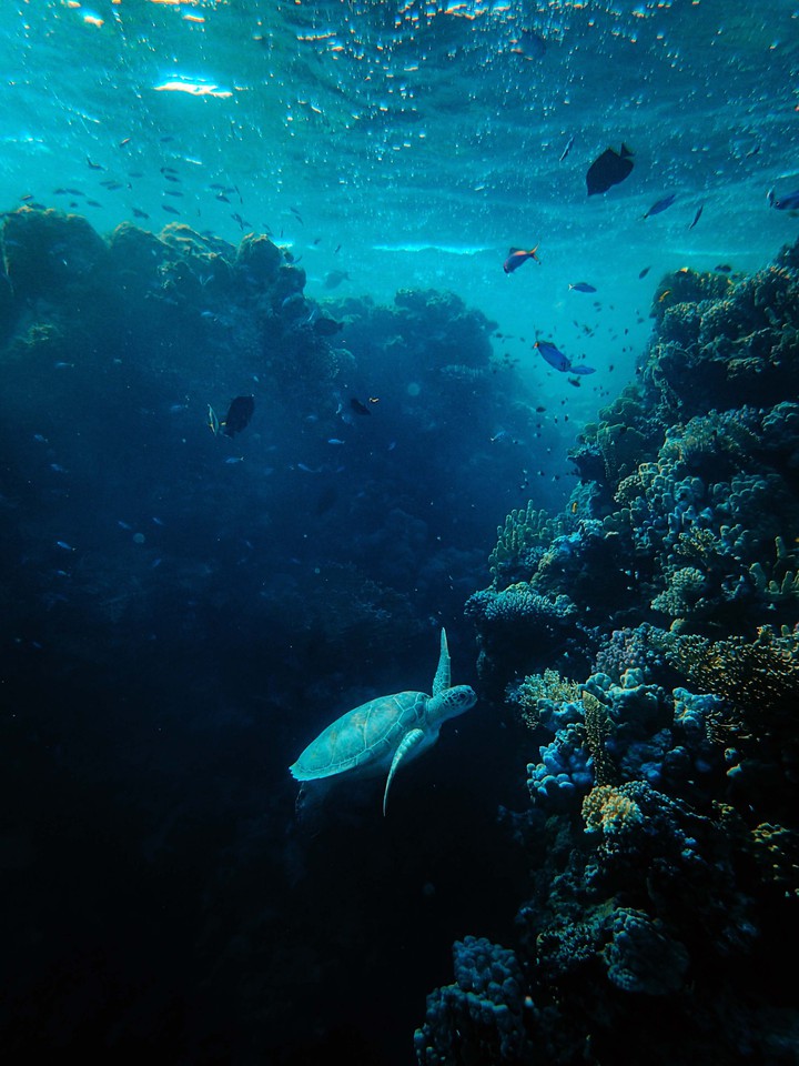 aquatic life