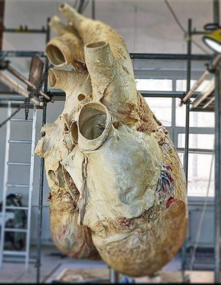 blue whale's heart  200 kg and 5 feet height