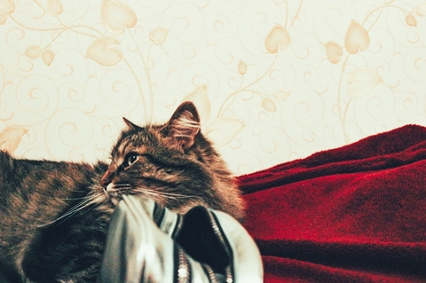Gorgious cat