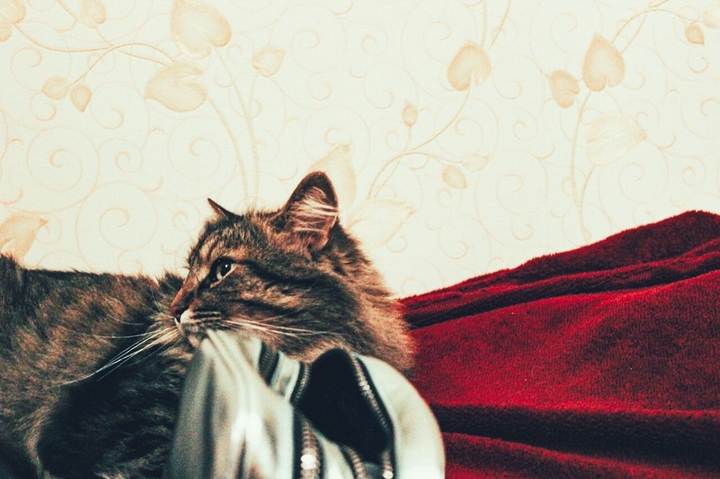 Gorgious cat 