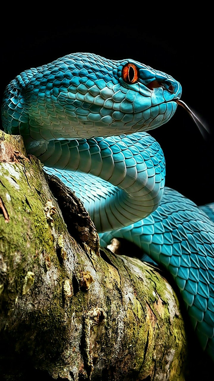 zi