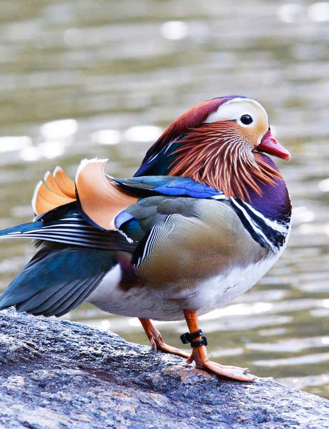 duck