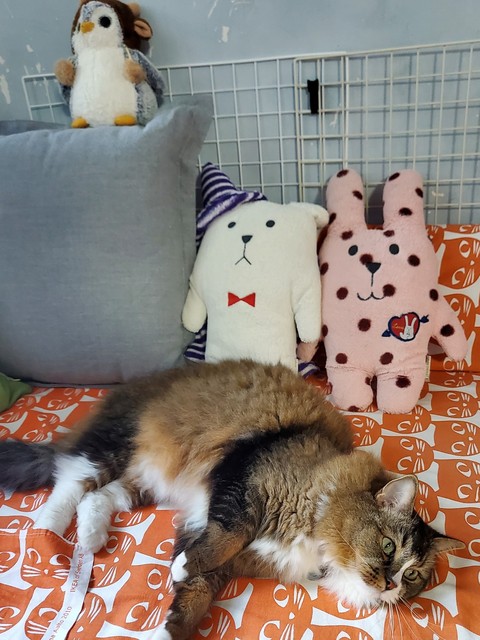 обои plush, textile