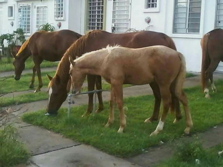 caballo urbano