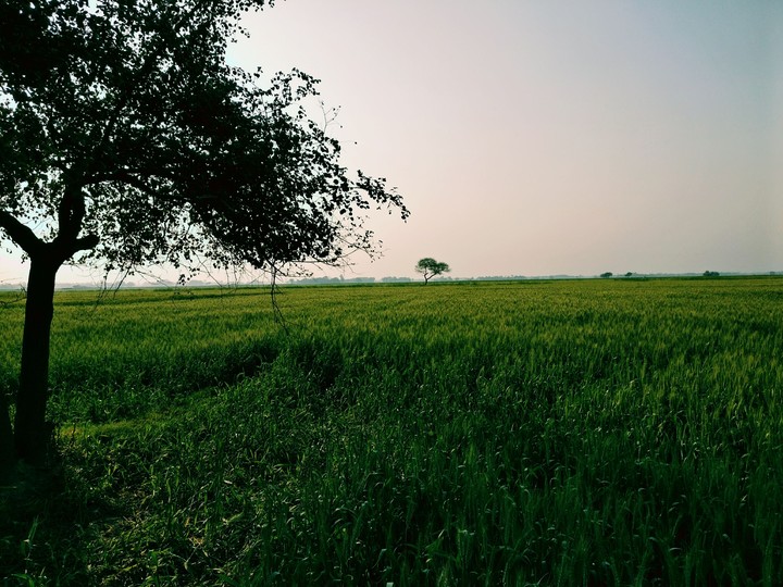 Wheat Farm