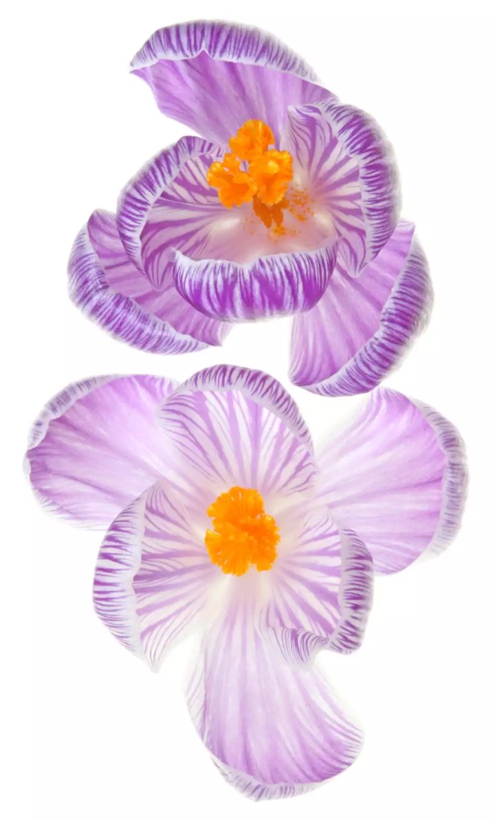 blossom