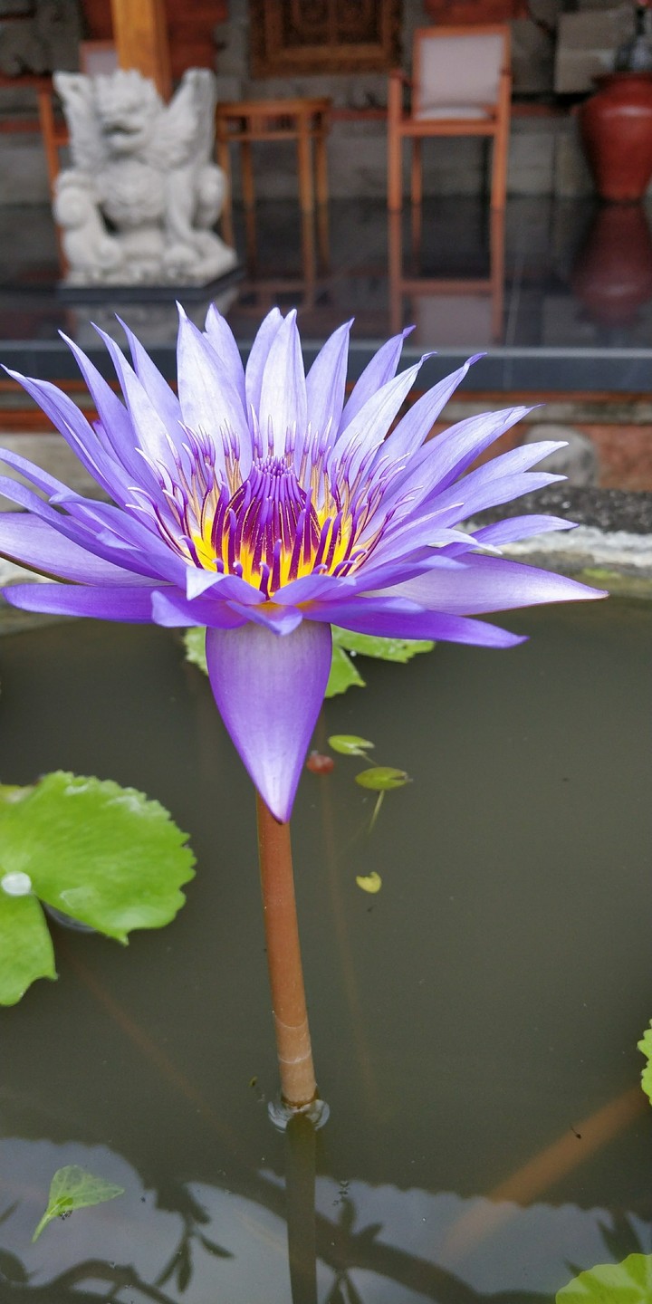 captured in bali
