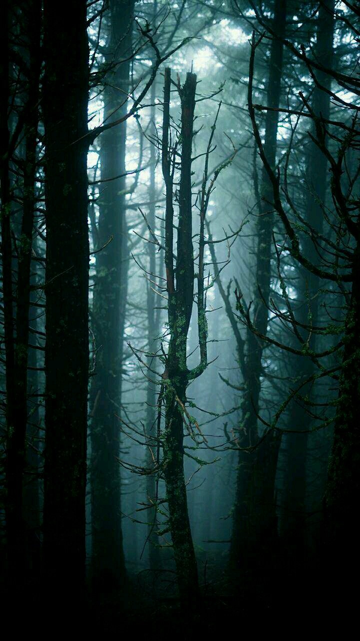 dark forest