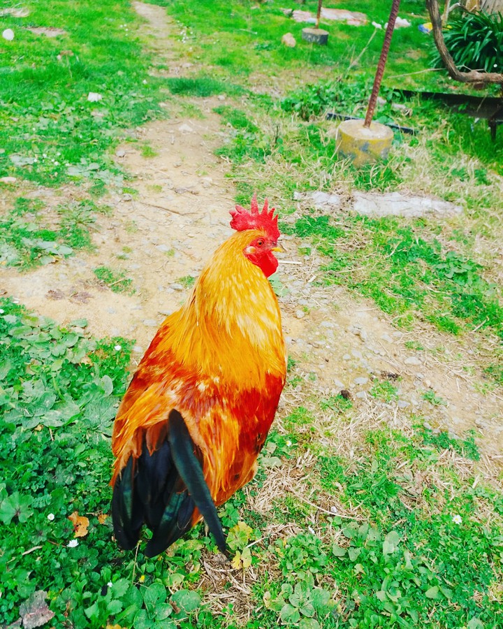 Rooster