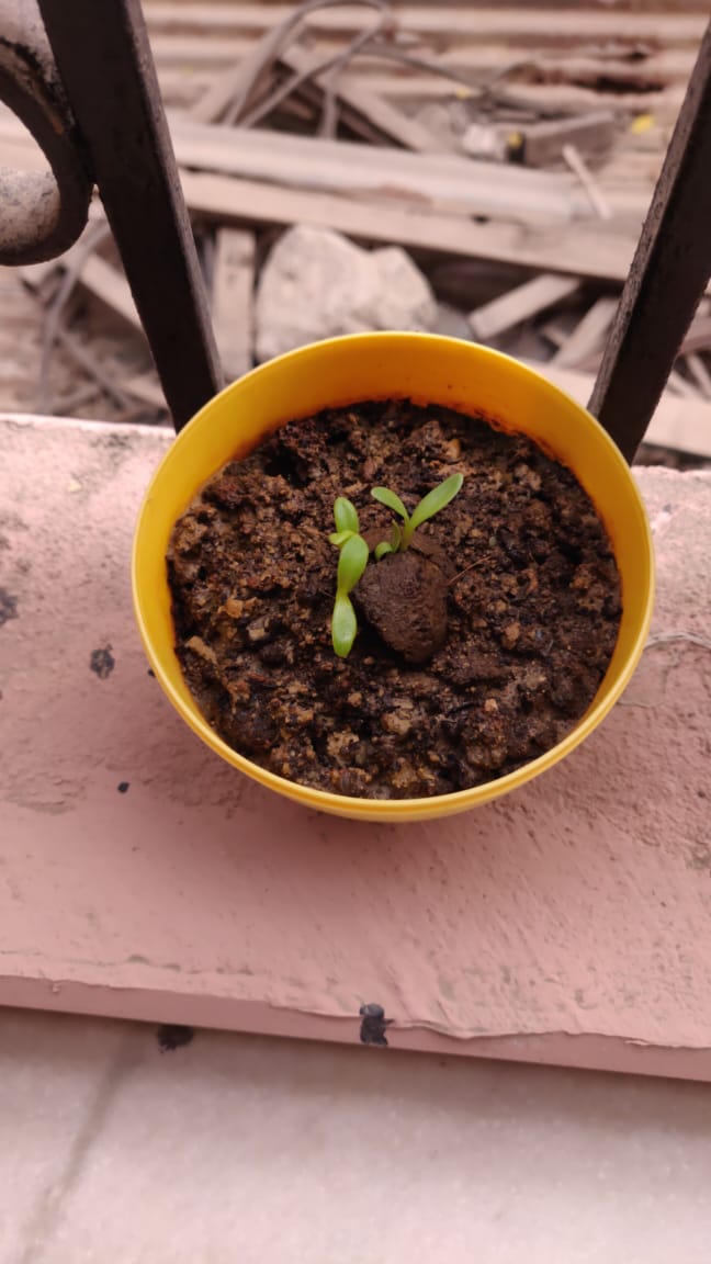 plants