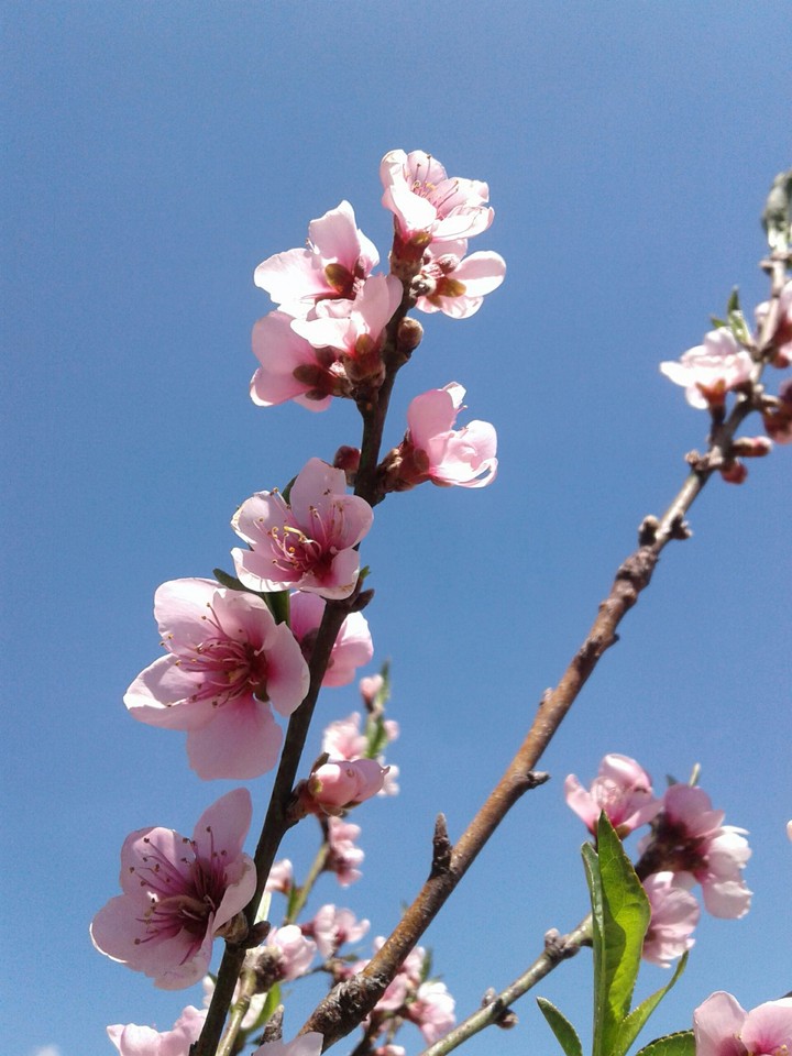 primavera