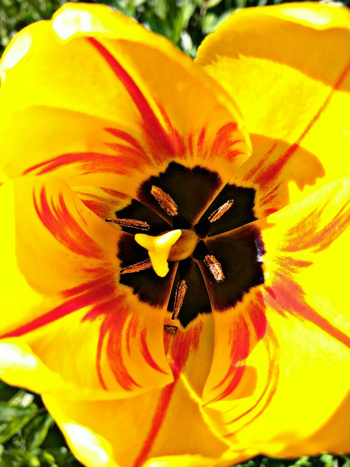 tulip