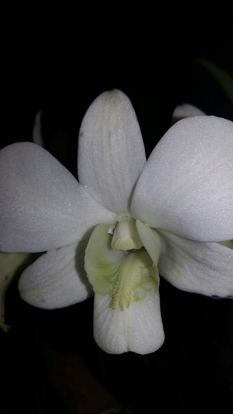 orchid
