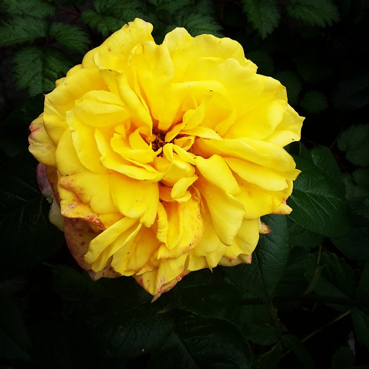 Yellow flower
