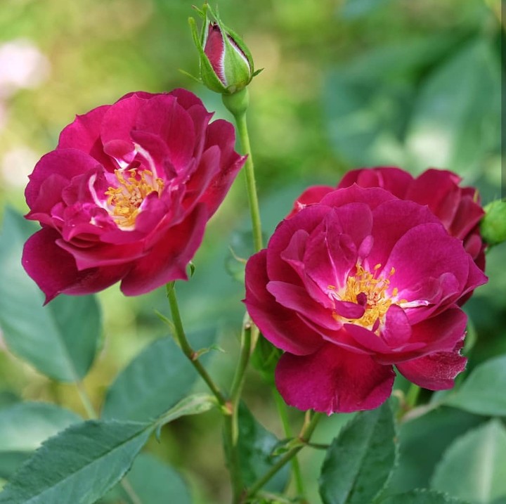 Wild Roses