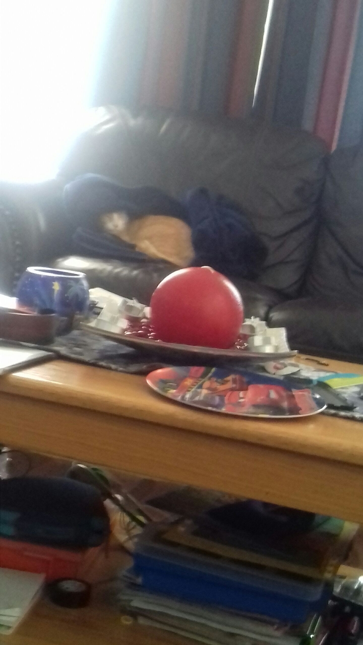 Try to vind the cat