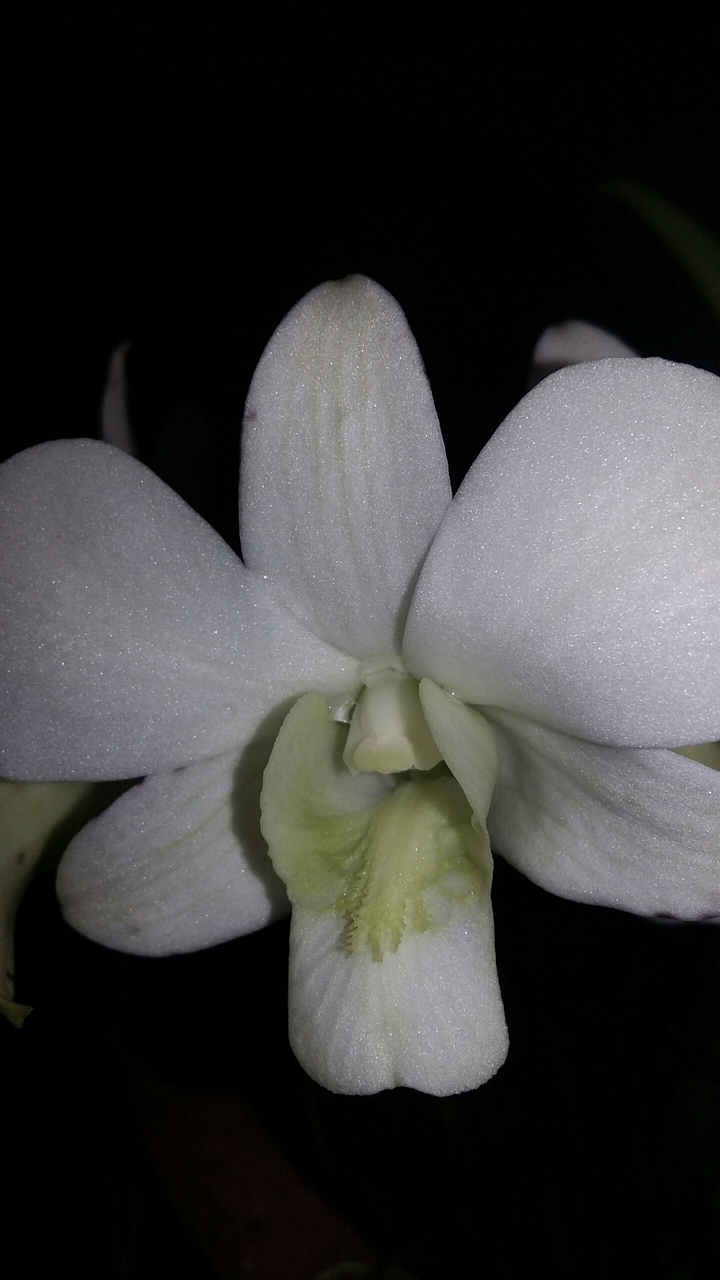 orchid