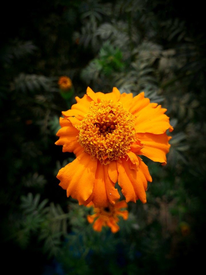 flower photography