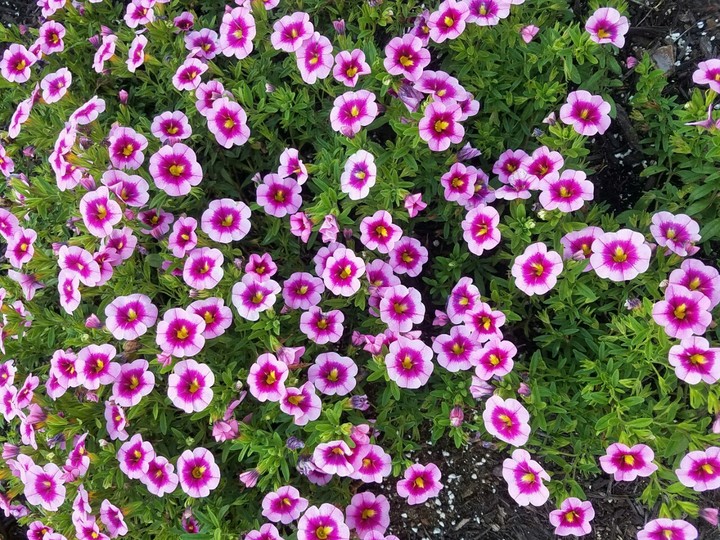 A Flower