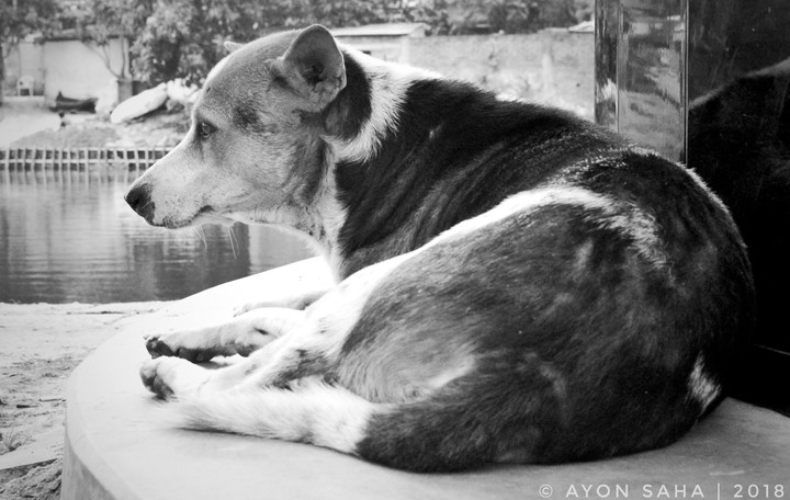 Black & White Dog Life!