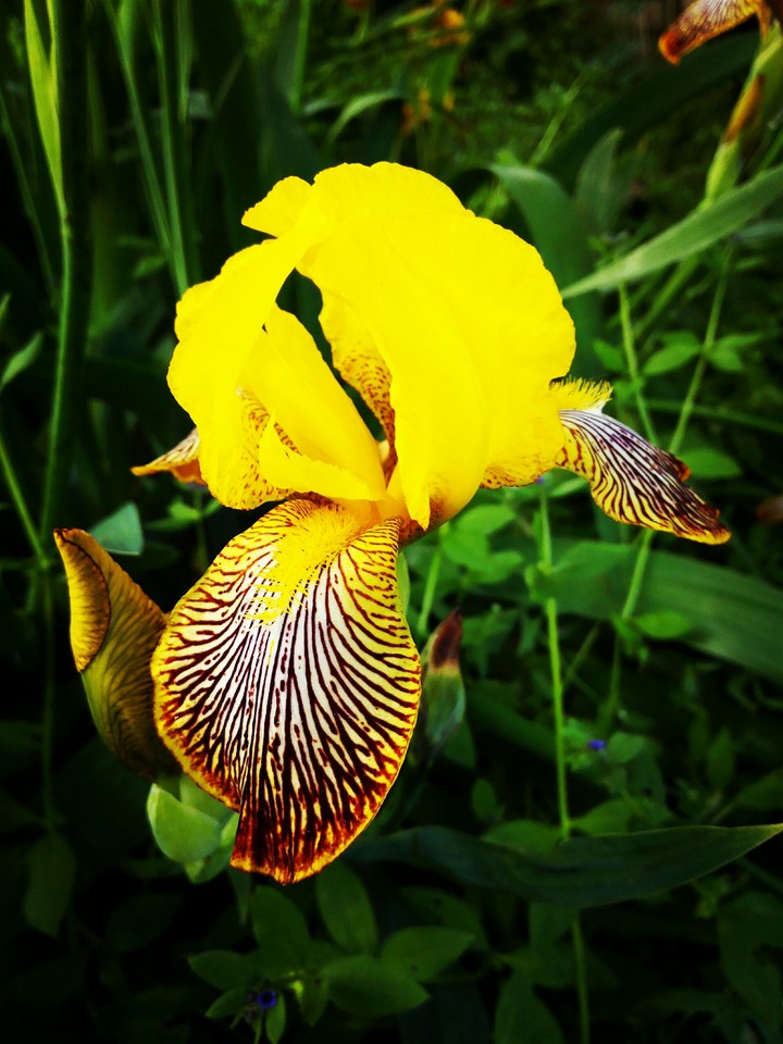 flower