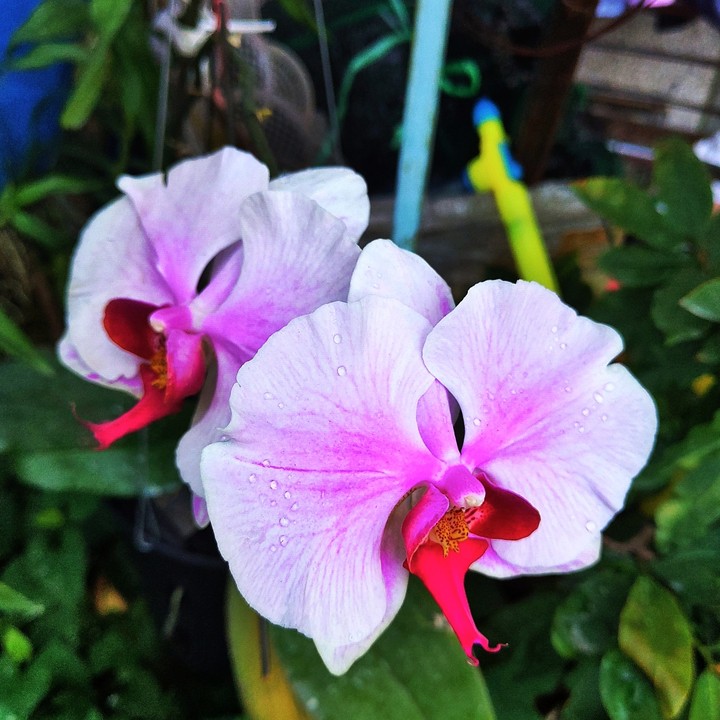 Orchid