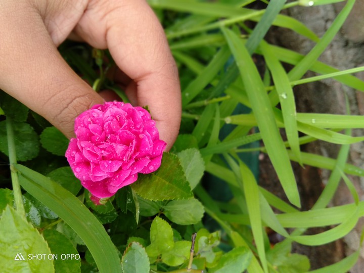morning bloom