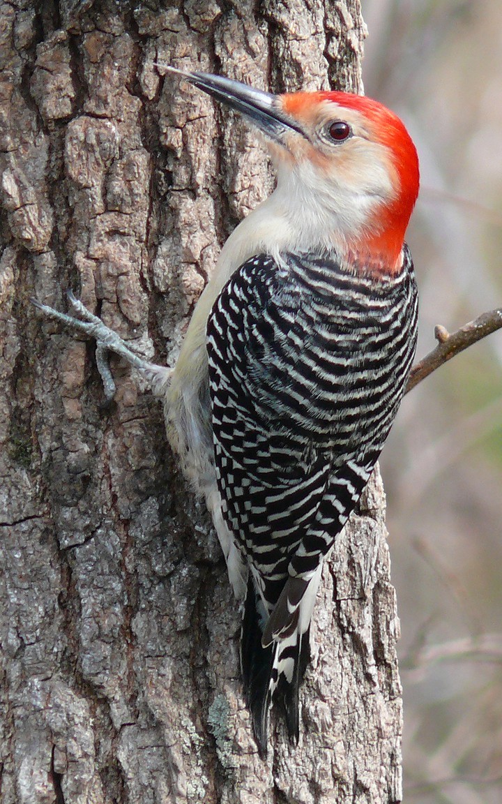 Red bellied woodpecker