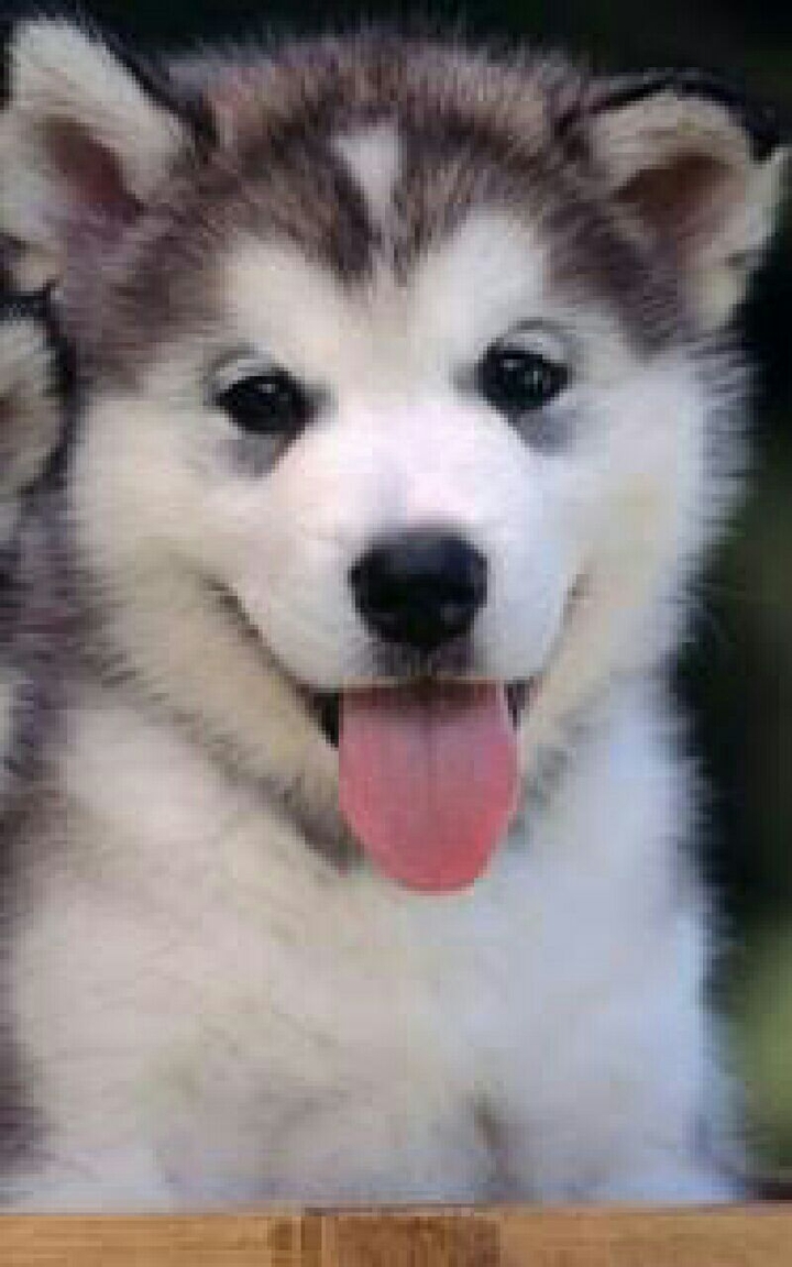 Husky