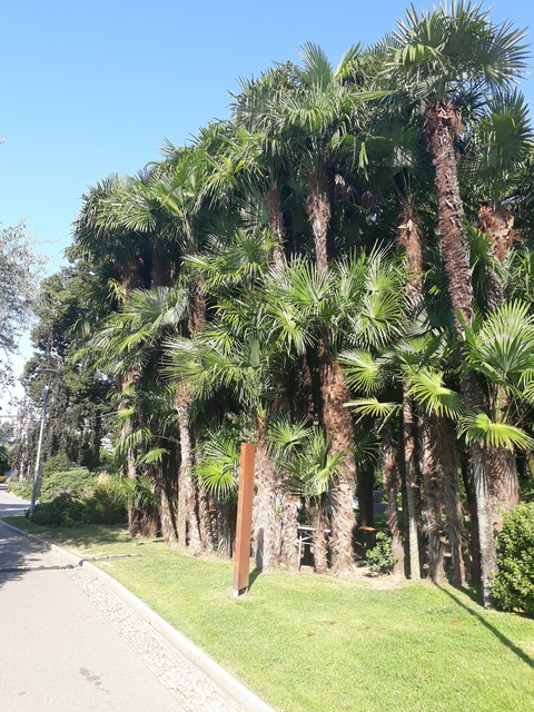 Palms forest