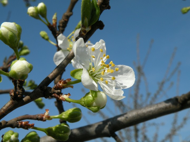Cherry tree