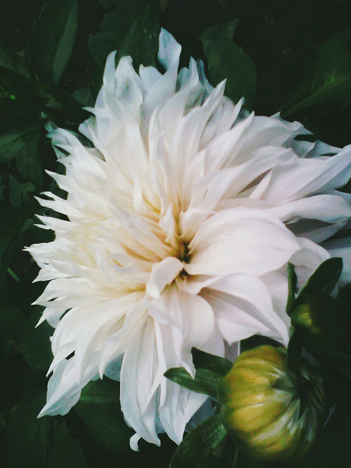 flower 