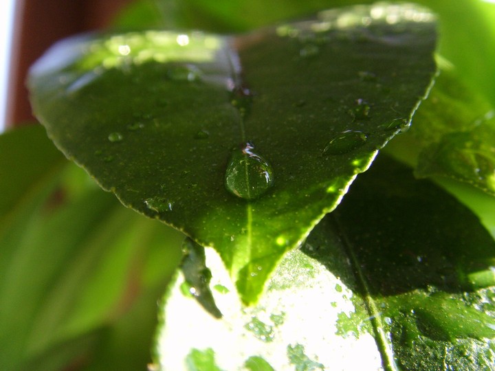 Lemon tree after the rain