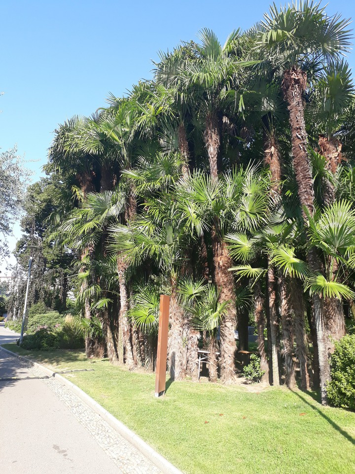Palms forest